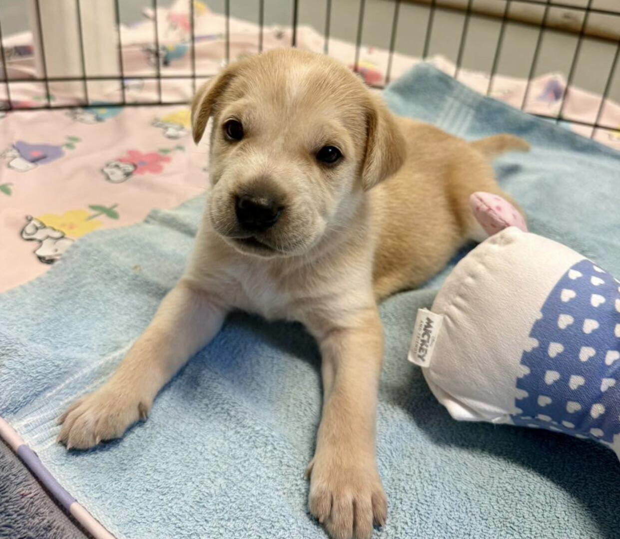 Penticton Animal Care and Control reopens after parvovirus closure (Penticton)