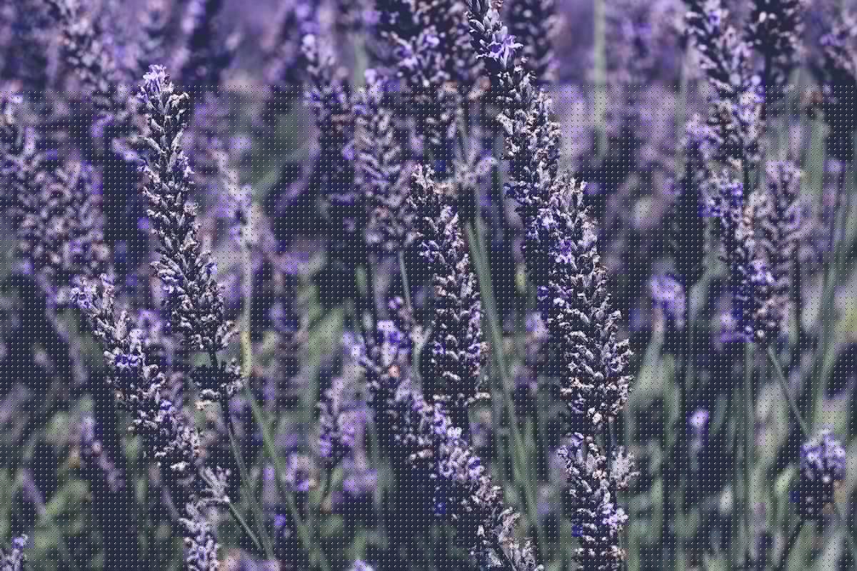 Spend a Sweet Summer Saturday in Canyon at the Lavender Festival