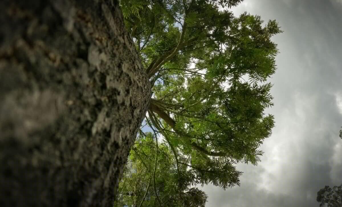 This 84-Meter Tree Was Hidden in Taiwan’s Mountains Until Scientists Finally Found It