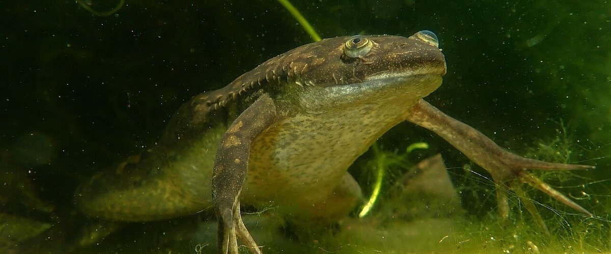 Reproduction fulgurante, maladies : pourquoi l'État veut éradiquer cette étrange grenouille installée à Toulouse
