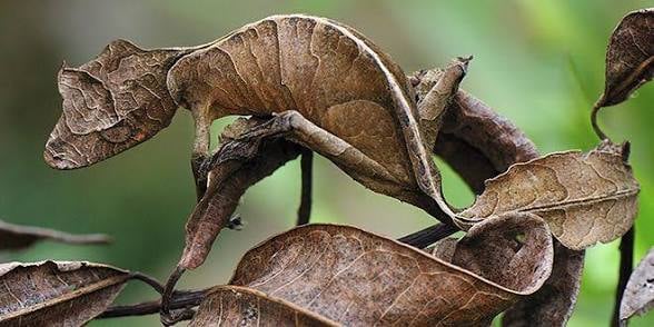 Animals - Satanic Leaf-Tailed Gecko