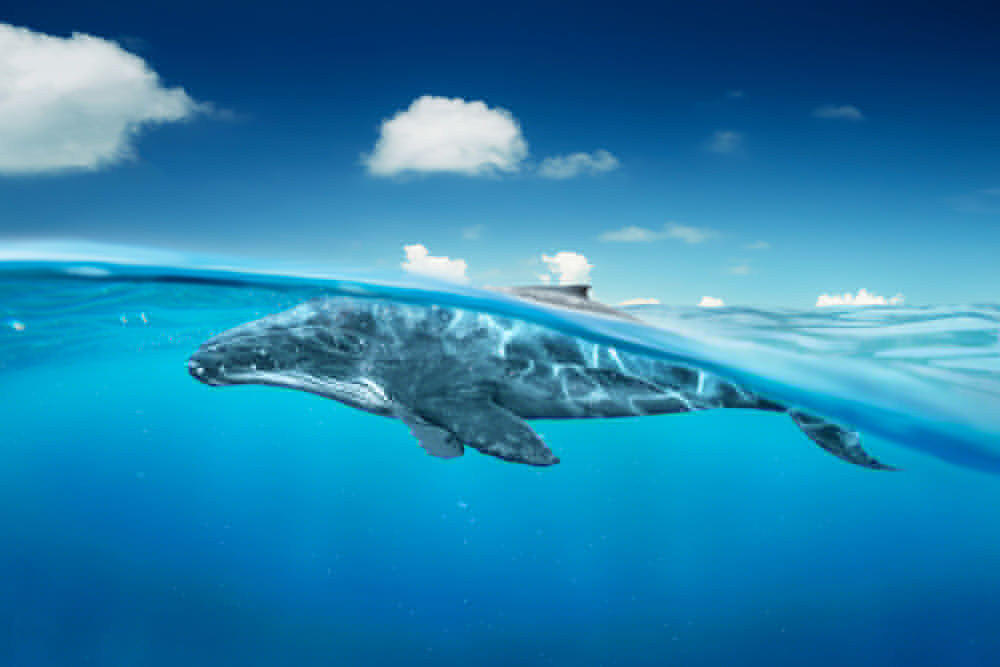 Inside Europe’s virtual twin ocean platform: A game-changer for marine protection