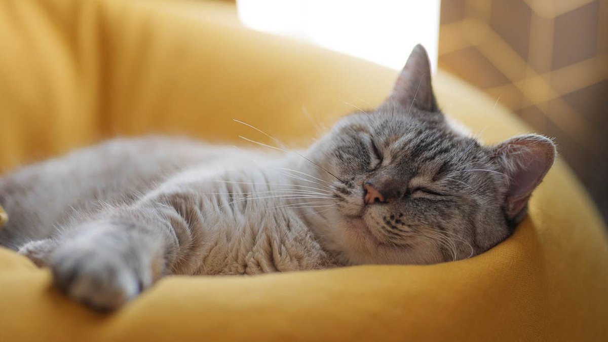 Incroyable réunion de famille : "On n’y croyait plus !" Sans nouvelles de leur chatte pendant plus de deux ans, ils la retrouvent enfin saine et sauve