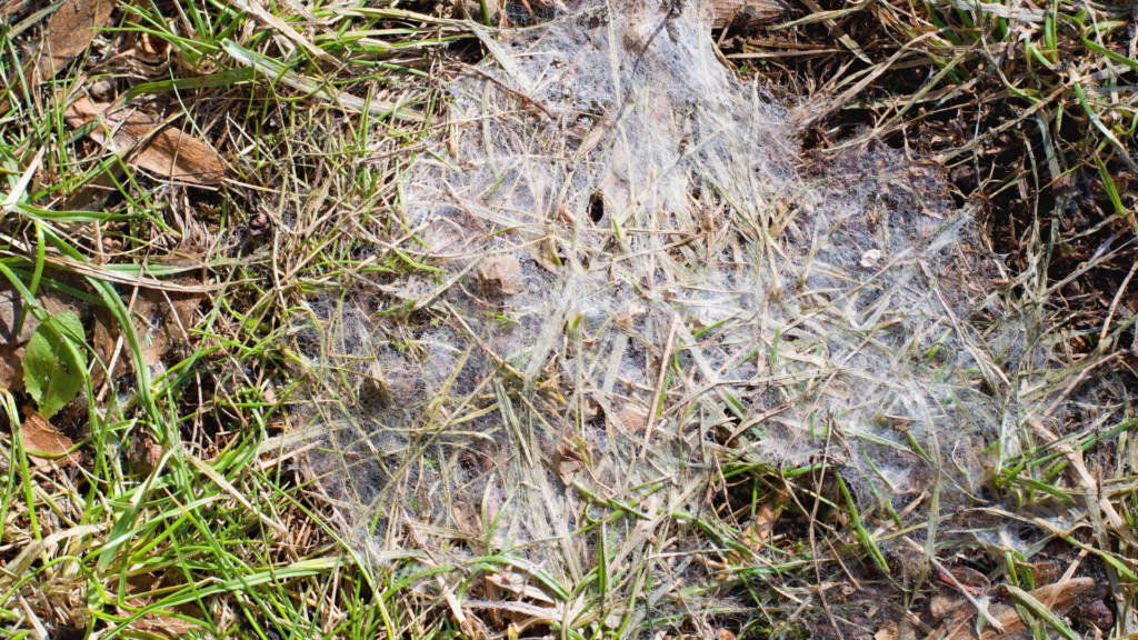Lingering Snow Can Lead to Spring Lawn Damage