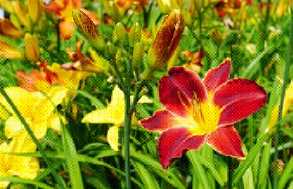 Now’s the time to address perennials