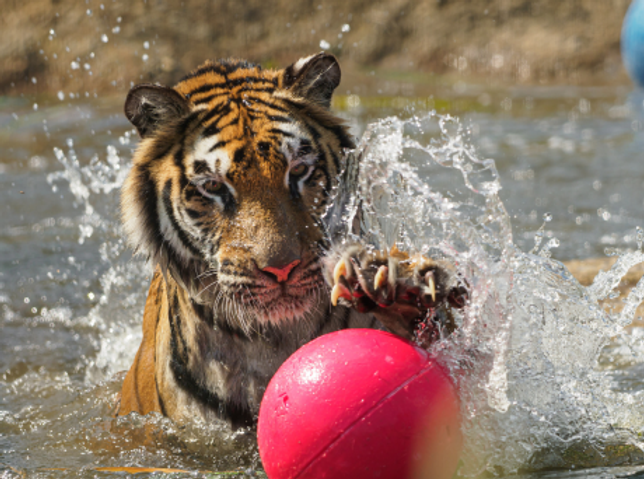Wildheart Animal Sanctuary Mourns The Loss Of Rescued Tiger Zoppa