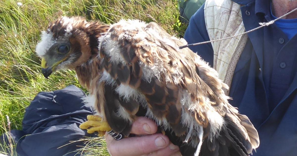 Missing bird of prey in Yorkshire Dales prompts calls for grouse shooting licensing