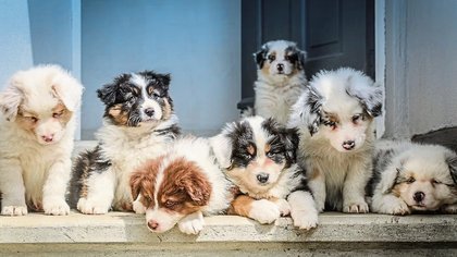 33 dogs seized as Fivemiletown man banned from breeding