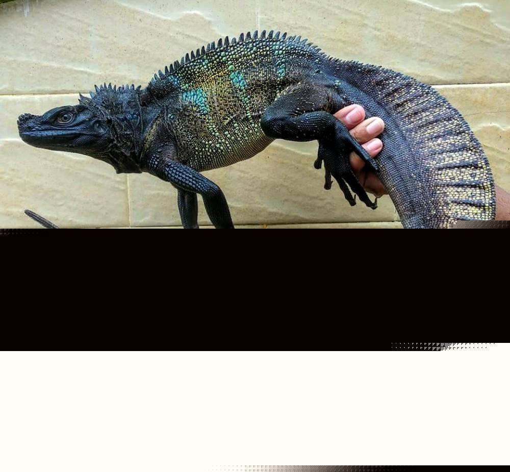 Animals - Philippine sailfin lizard