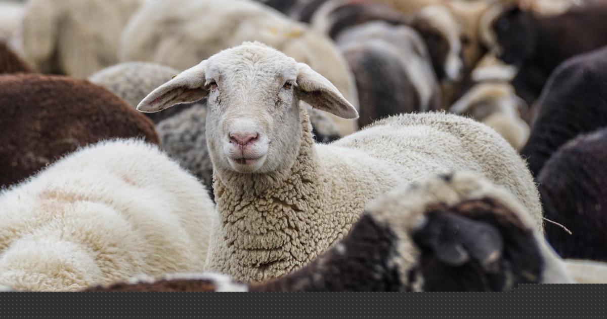 Lamb traded stronger than expected at Builth Wells market