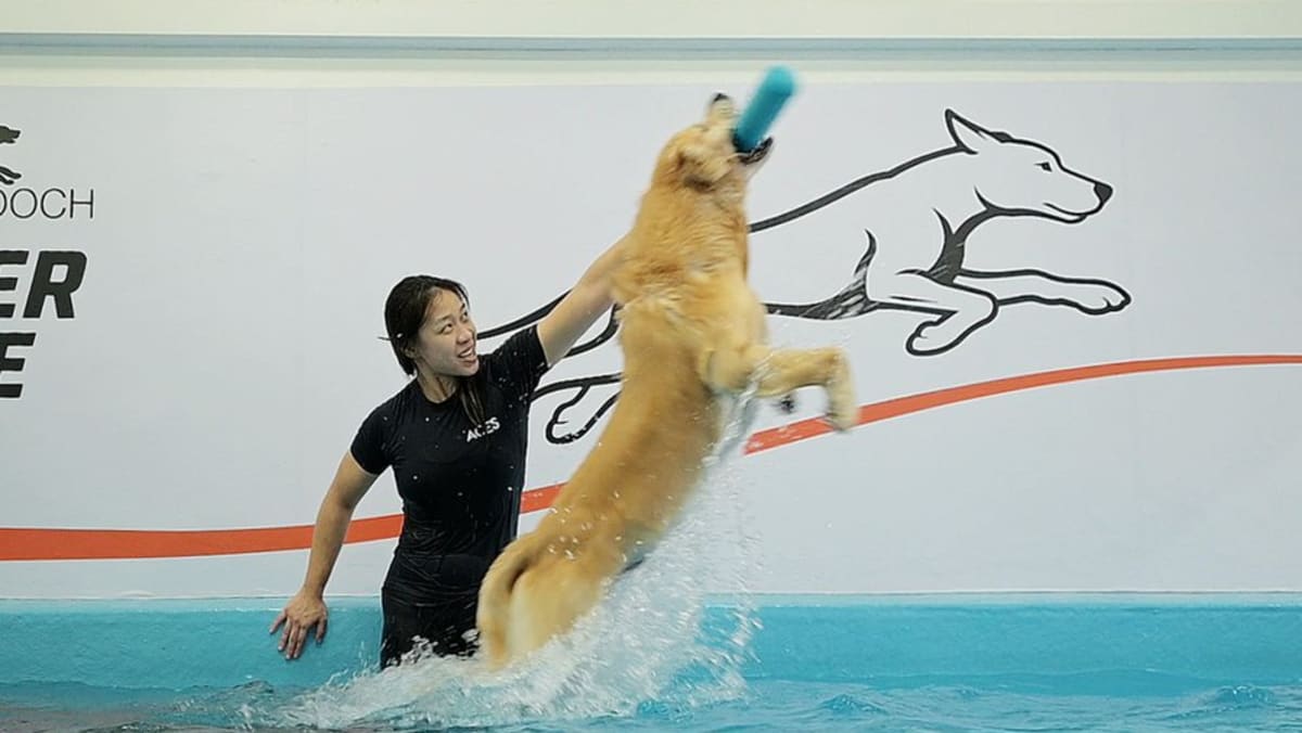 This gym in Singapore gives dogs a good workout