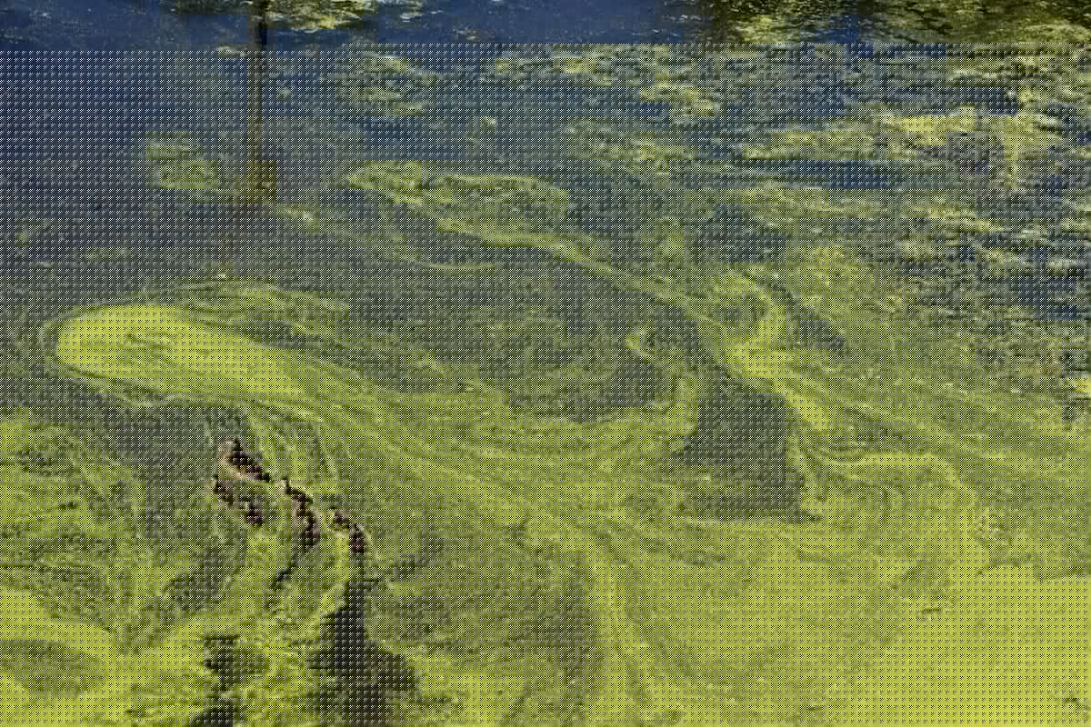 Minnesota Officials Warn About Algae Blooms + Danger To Your Dog