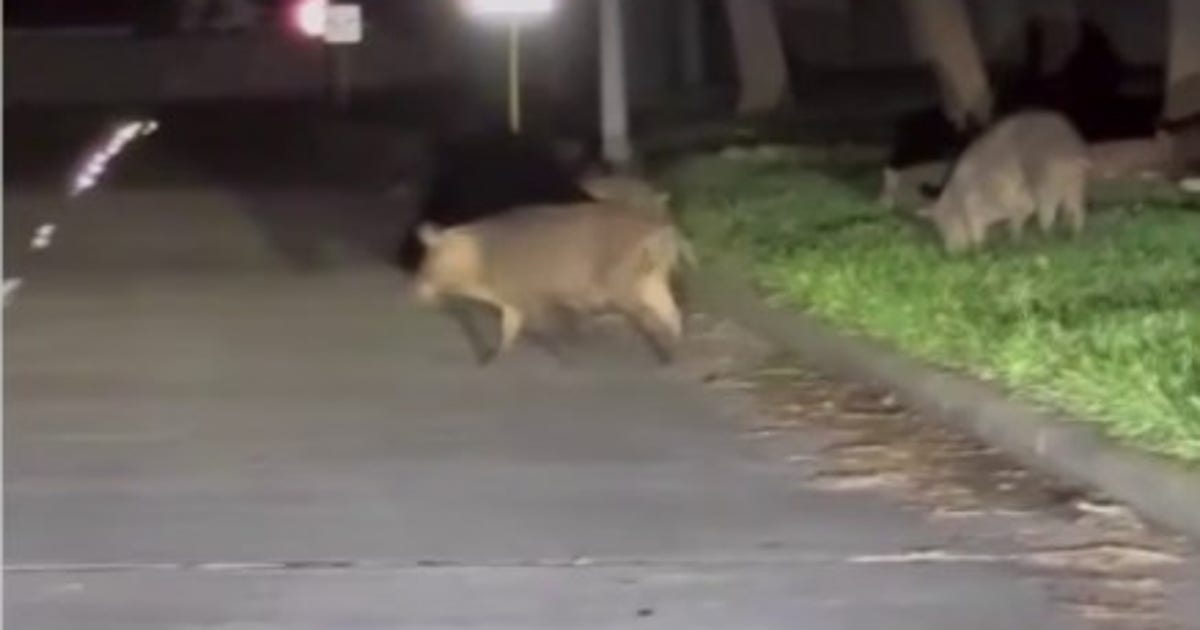 Hundreds of wild hogs from George Bush Park creating havoc in westside neighborhood