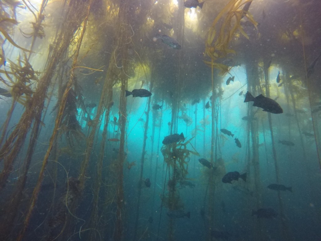 Lisa Wooninck, Finding Sanctuary: Listening to California’s underwater choir of singing fish