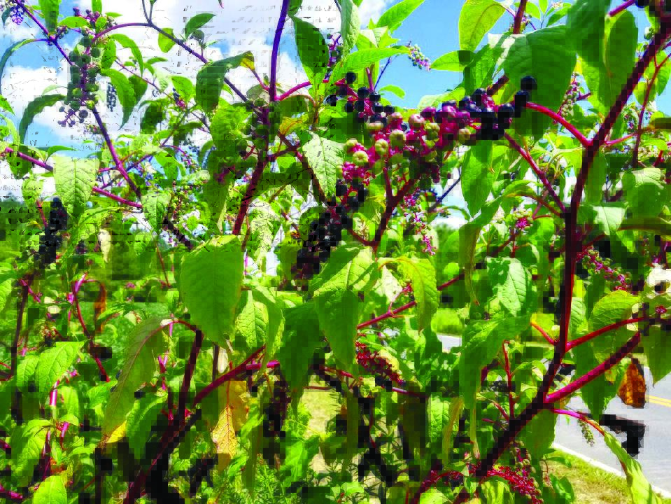 Darrell Blackwelder: Poke berry is a native plant that can be rather invasive.