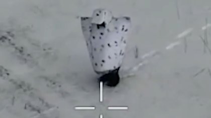 Shocking moment another Russian ‘penguin’ soldier is blown up on the battlefield while wearing bizarre anti-drone camo
