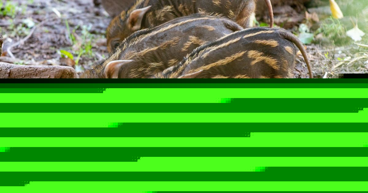 Paignton Zoo's star couple welcome third litter