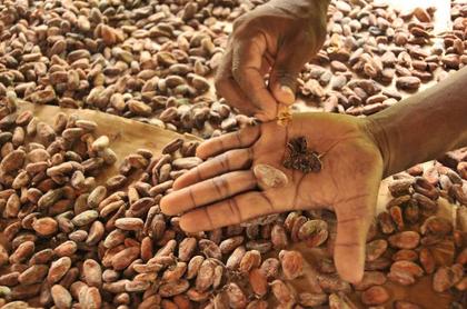Comment on Indulge Your Senses at Belize’s Chocolate Festival 2024: A Must-Attend Event for Chocolate Lovers Everywhere by Culinary Directory NEW – Endless Caribbean