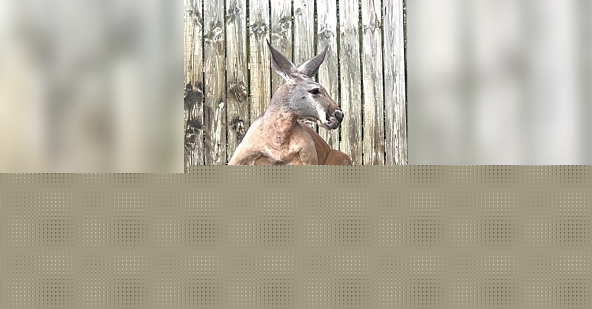 Peanut goes ‘walkabout’: $1,000 reward