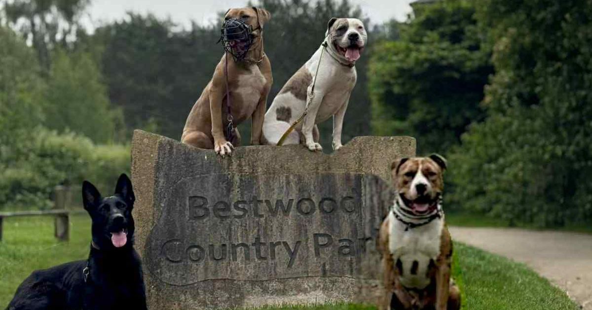 Owner’s disbelief as dogs seized and kept in kennels over ‘malicious’ XL Bully reports