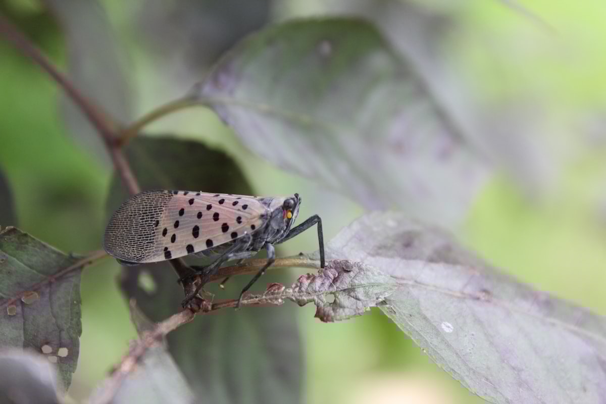 If You See This Bug In New York, Kill It Immediately