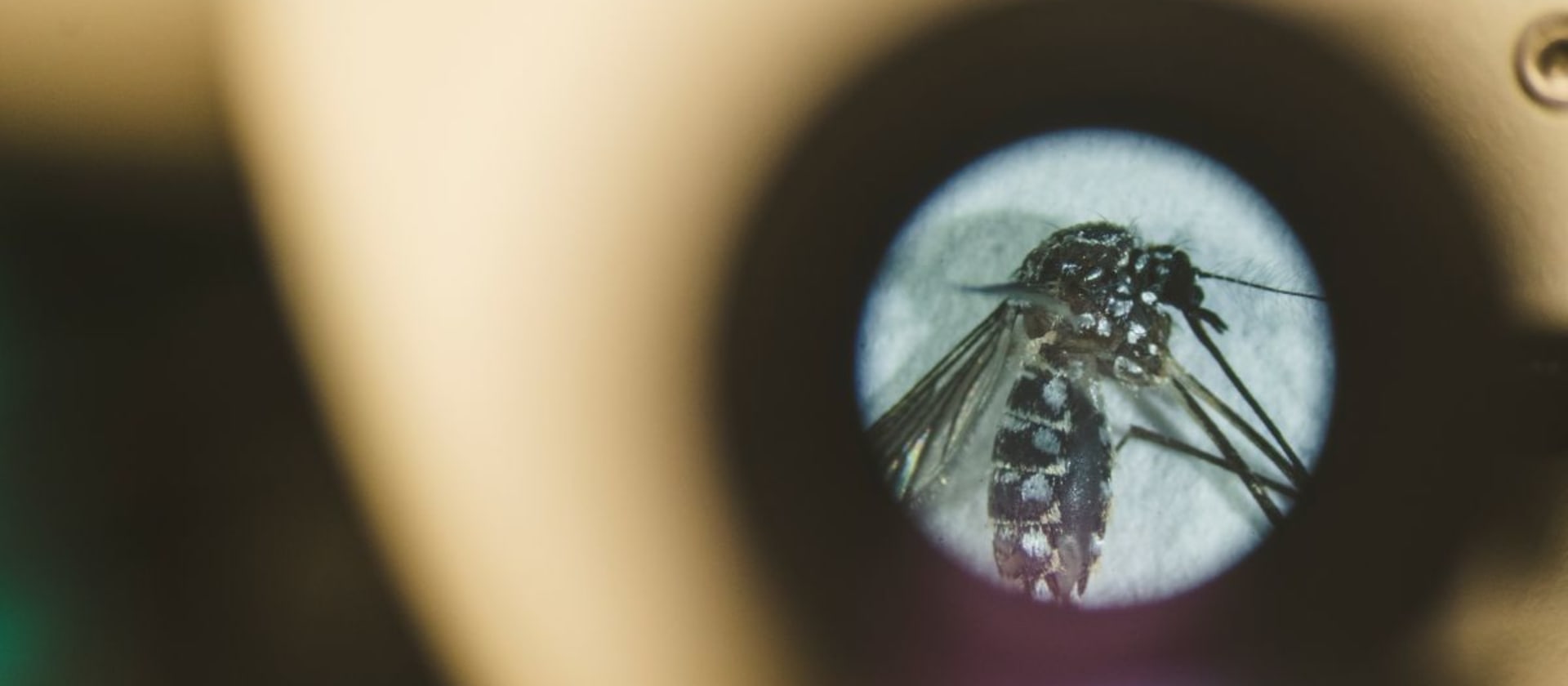 Every mosquito has a type — and you may not be it