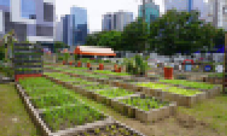 Urban Agriculture: Growing Solutions in Towns, Villages