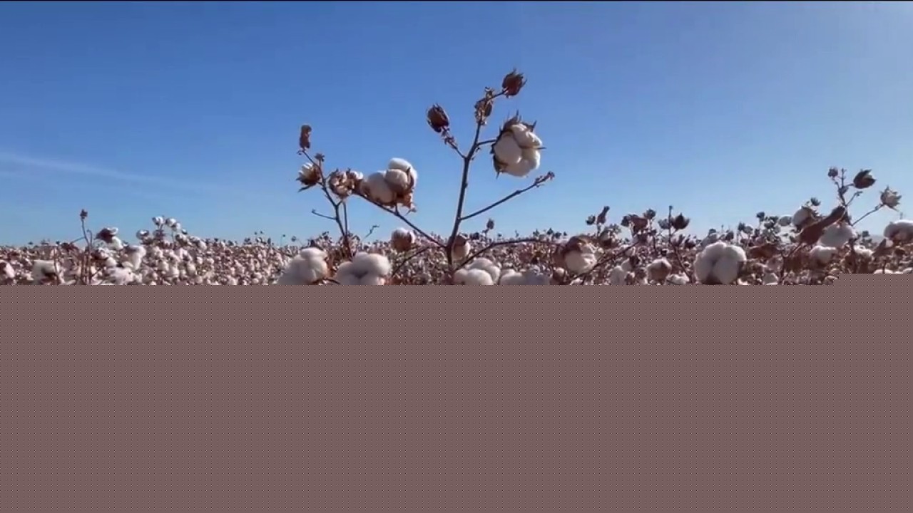 Casa Grande farm feels impact of water cuts