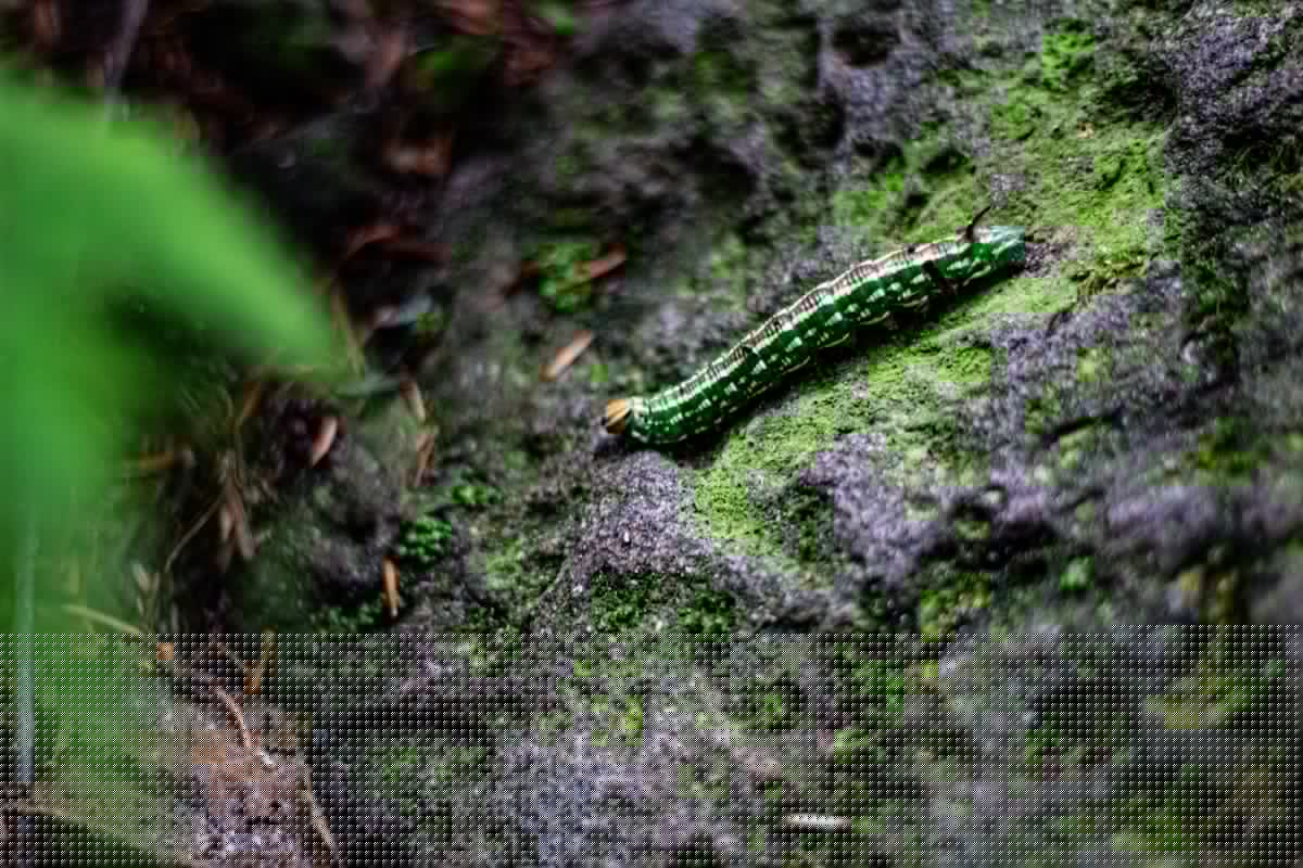 Armyworms Are Back Across Oklahoma
