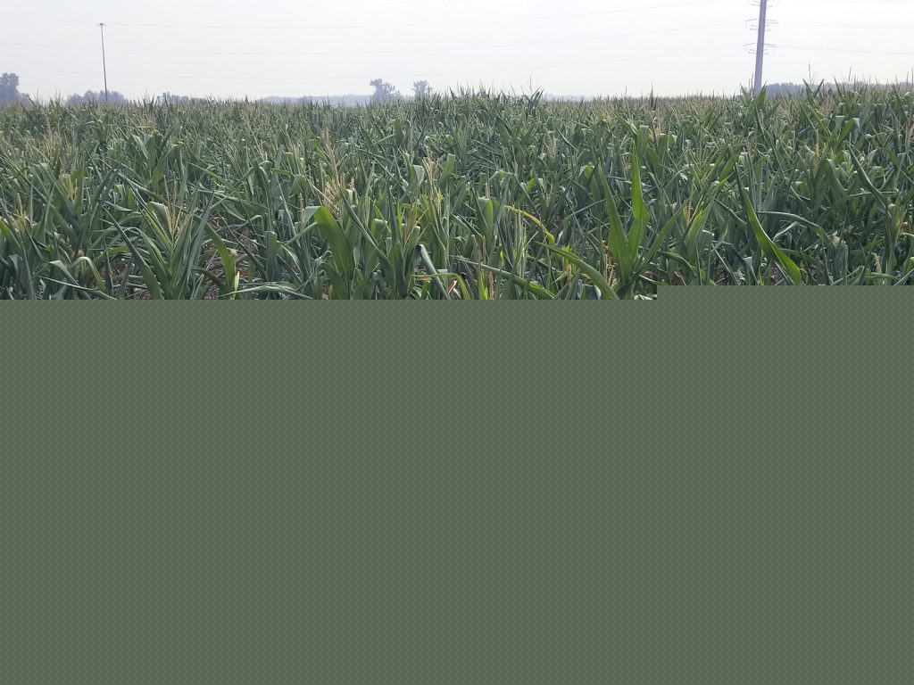 Forage Matters: Covering your bases in dry weather