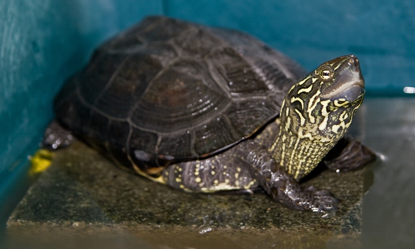 Dead Turtle Found In British Woman’s Vagina — She Says No To Cops’ Investigation
