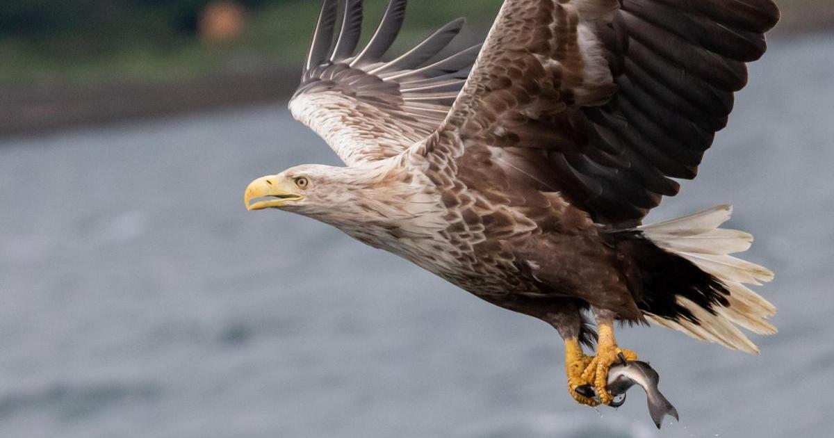 One of the UK’s rarest birds could return to the skies over Cumbria