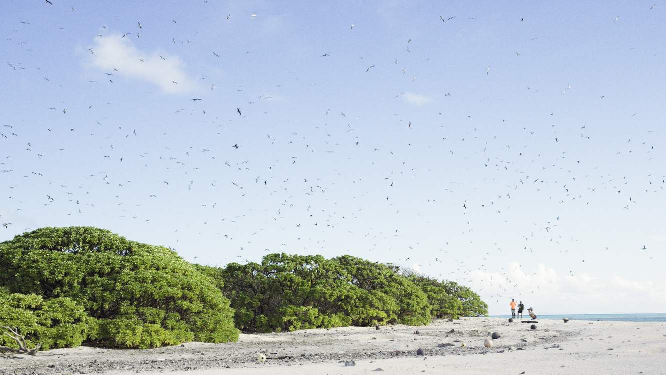 Marshall Islands Experience Explosion of Wildlife One Year After Invasive Rats Were Removed
