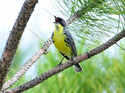 Iconic Michigan songbird undergoes concerning population decline