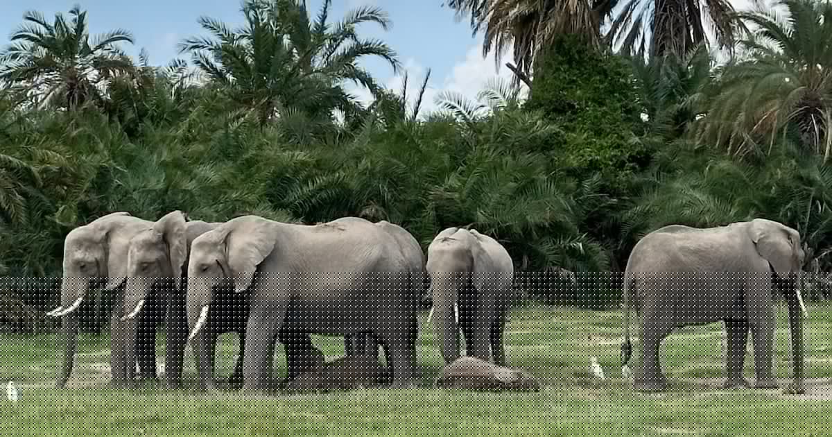 15 Elephants Die in Suspected Cyanide Poisoning