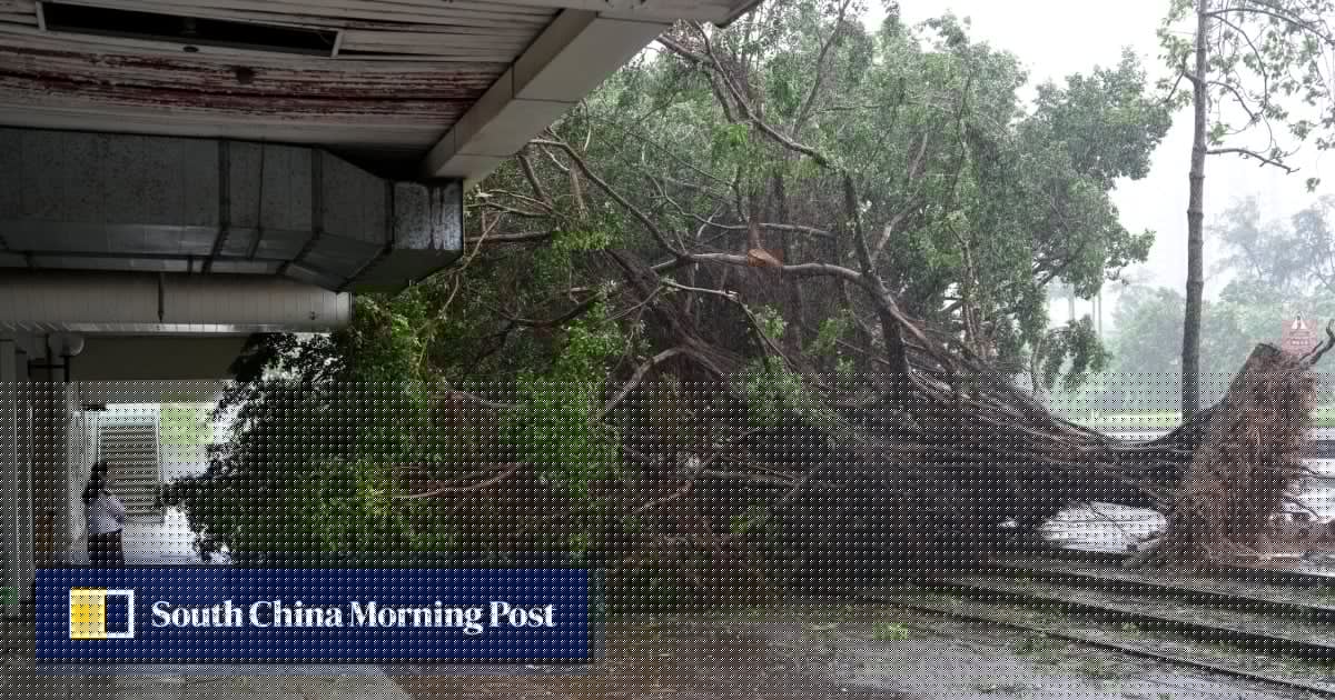 Estate residents question why Typhoon Noul uprooted so many trees