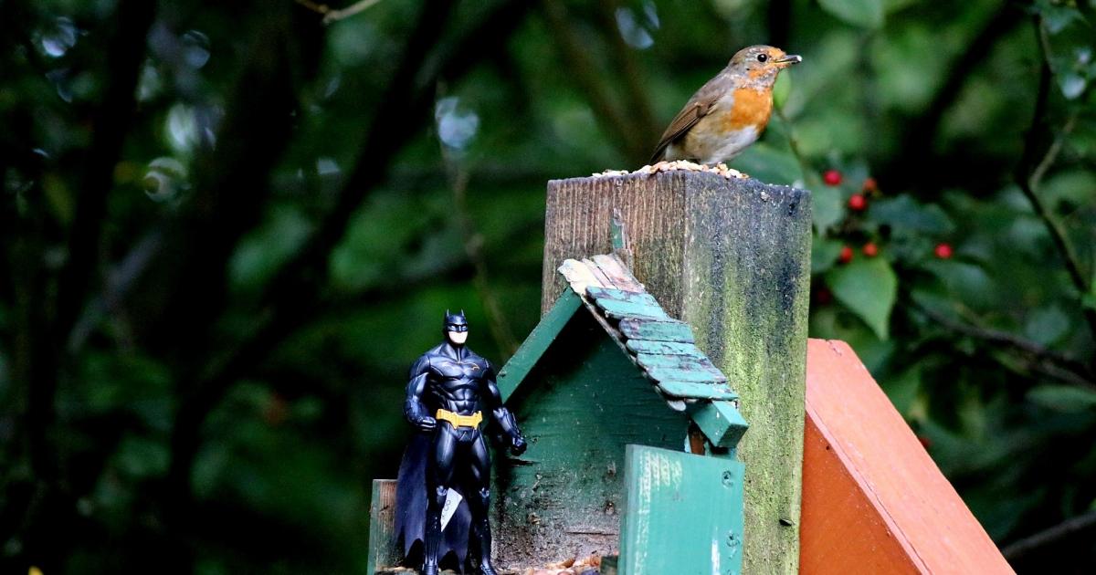 Holy birdfeeders Batman! Check out our images of the week
