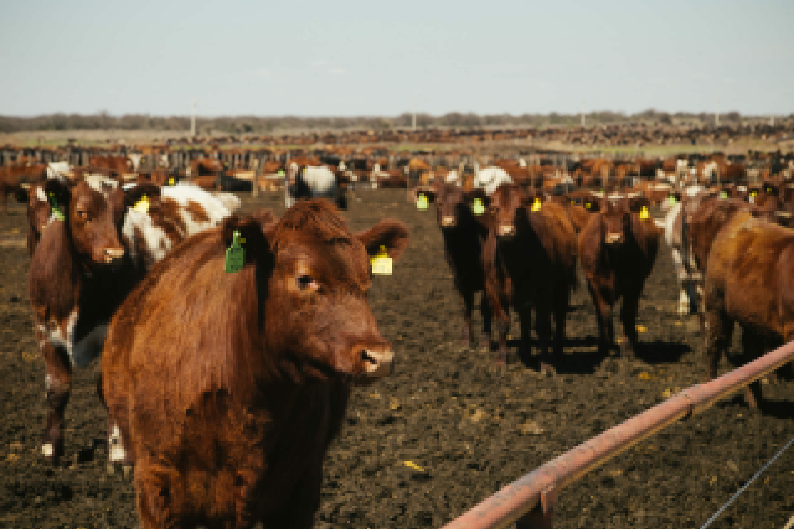 Cattle Market Watches Bearish Factors