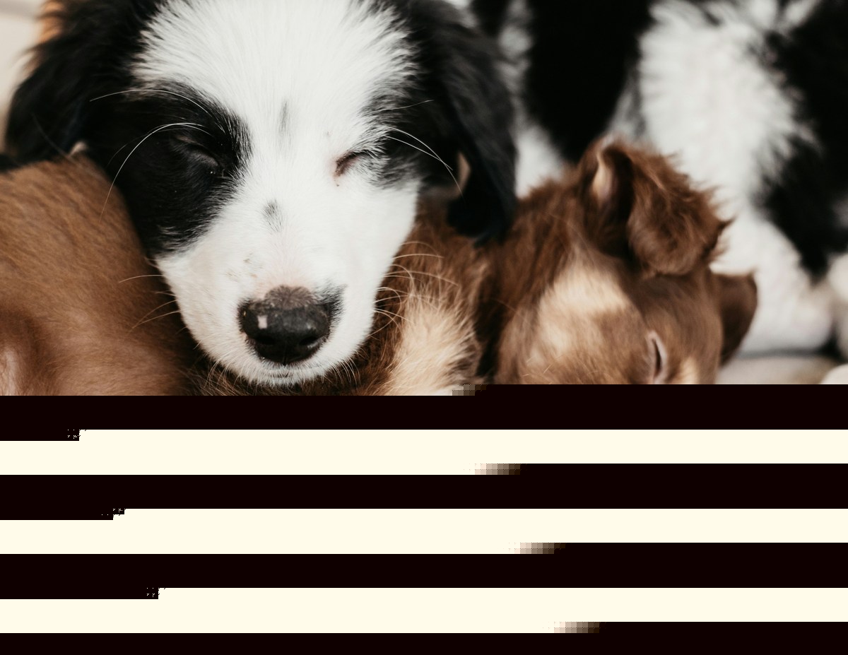 These Are Now The Most Popular Dog Names In Minnesota