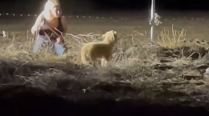 Abandoned dog escapes jaws of coyote as rescuers run to his aid