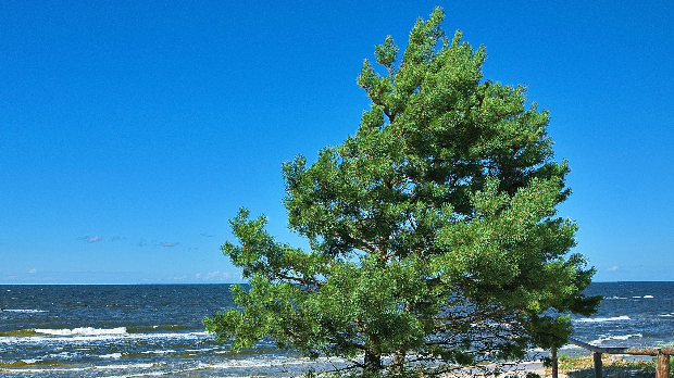 Palo drvo na plaži u Hrvatskoj, lakše povređeno osam osoba