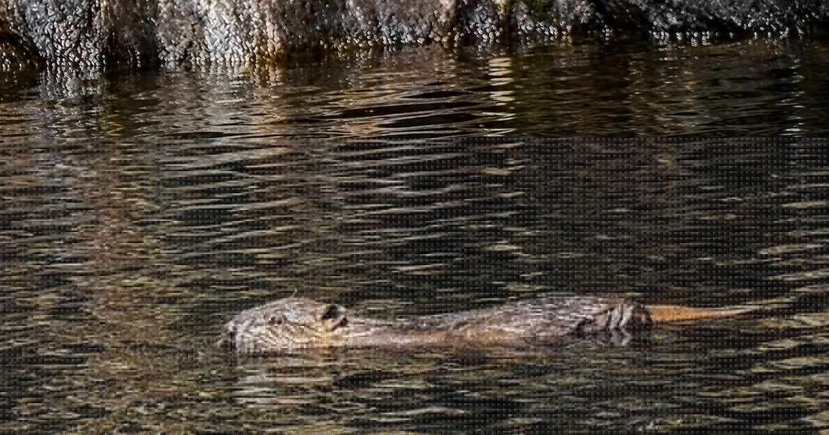 At least two beaver kits born in area of Highlands following repopulation effort