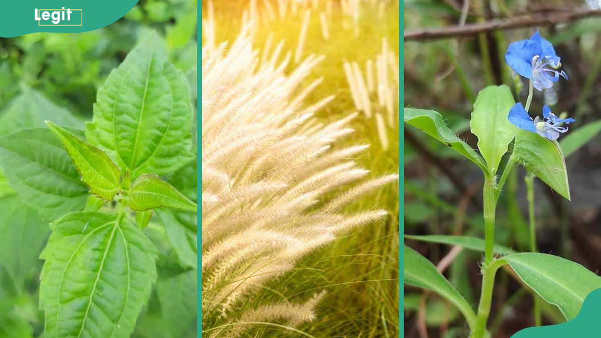 Common weeds and their scientific names with pictures in Nigeria