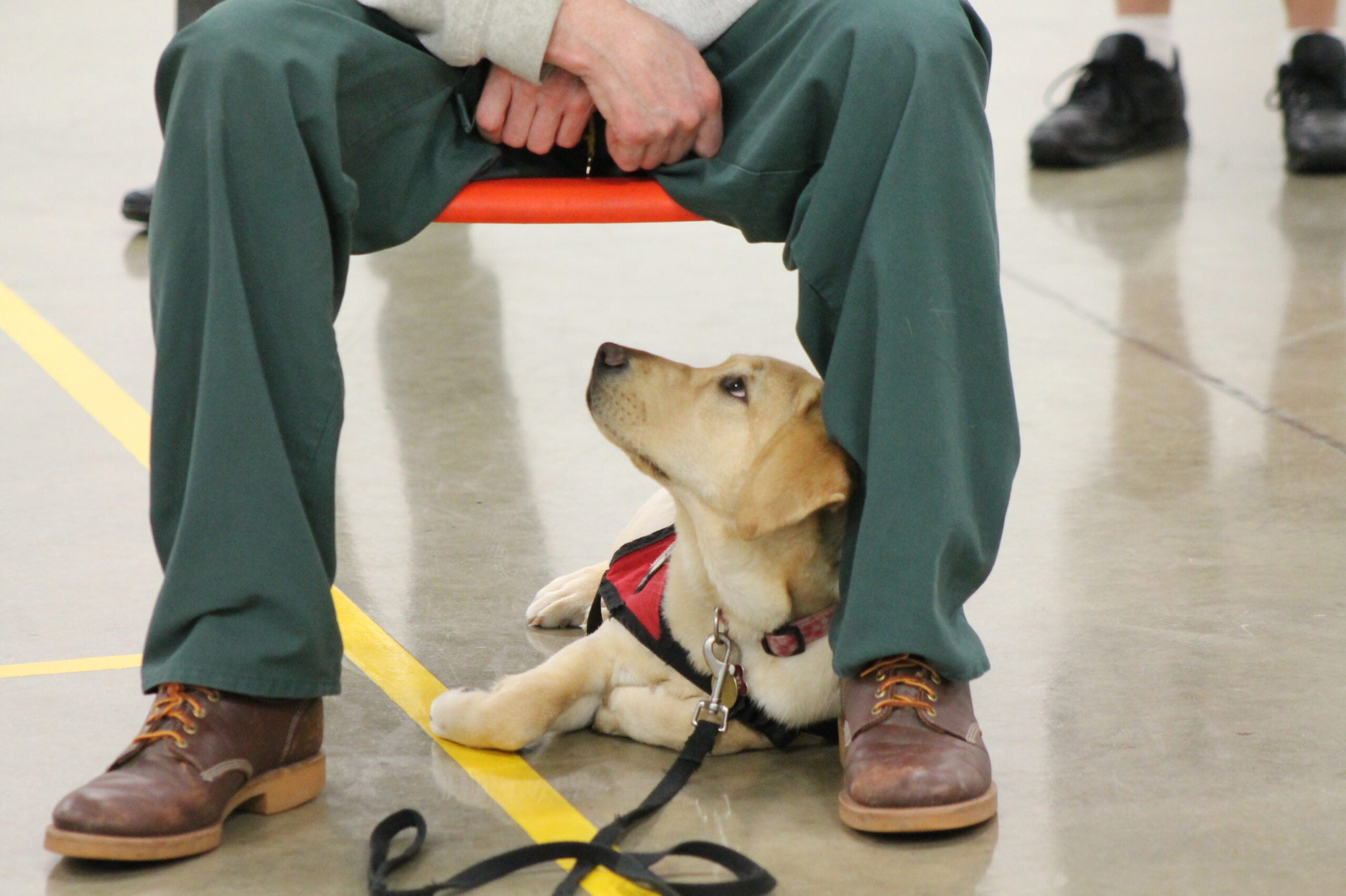 Wisconsin bill to crack down on fake service dogs, require prescriptions for emotional support animals