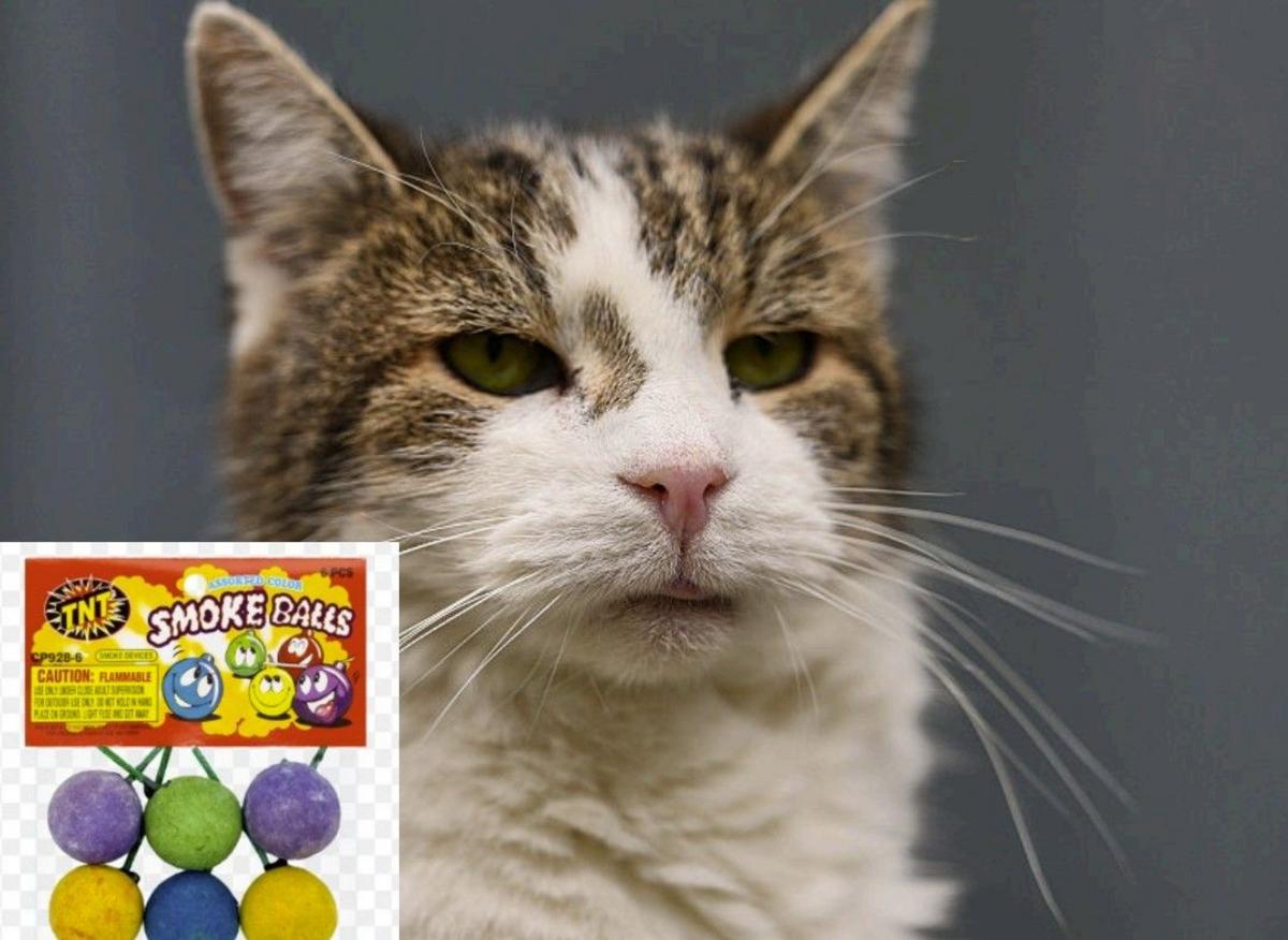 Airway Heights Man Uses Smoke Bombs to Flush Cat From Under Trailer, Sets 2 Units On Fire