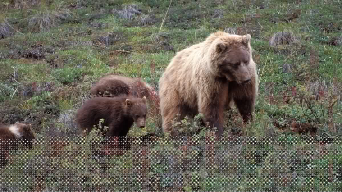 Scarce Food Sources Could Put Bears In A Bind As They Seek Protein For Hibernation