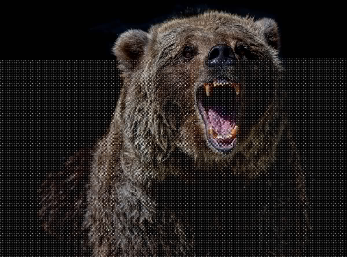 Are Animal Encounters More Dangerous in New York?