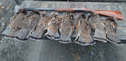 What makes a ‘good’ grouse season in Maine?