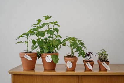 Freeze garden herbs the right way so they stay bright and full of flavour