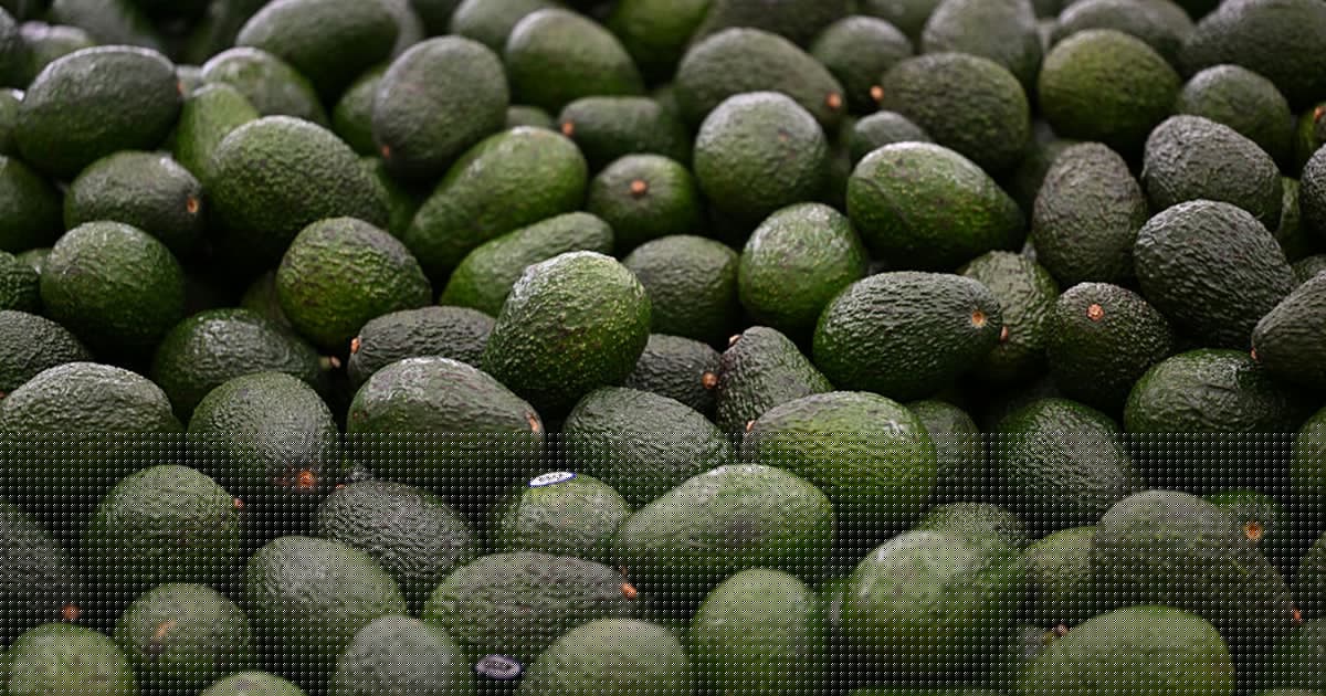 An avocado a day reduces bad cholesterol particles, heart disease risk in adults with obesity, study says